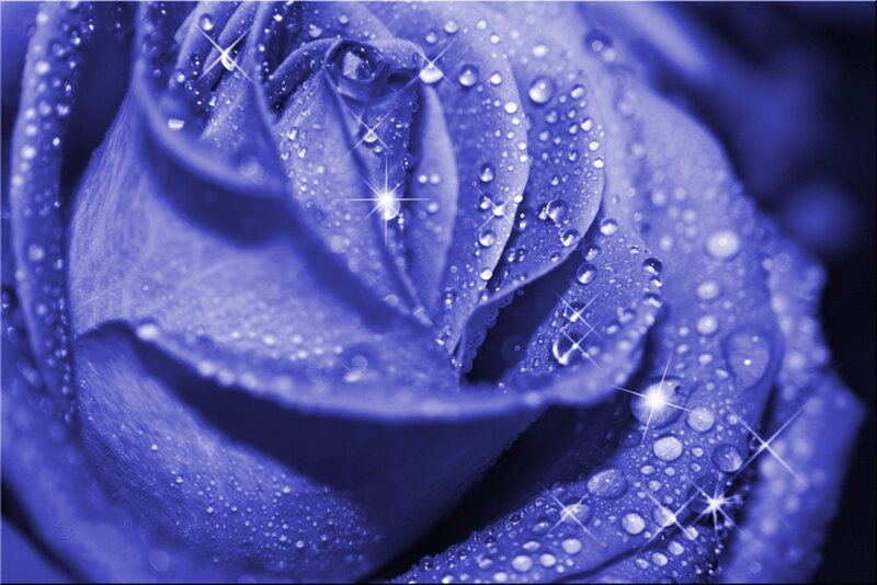 Blue Rose with Water Droplets — Serene, Photograph, Water Droplets, Sparkles
