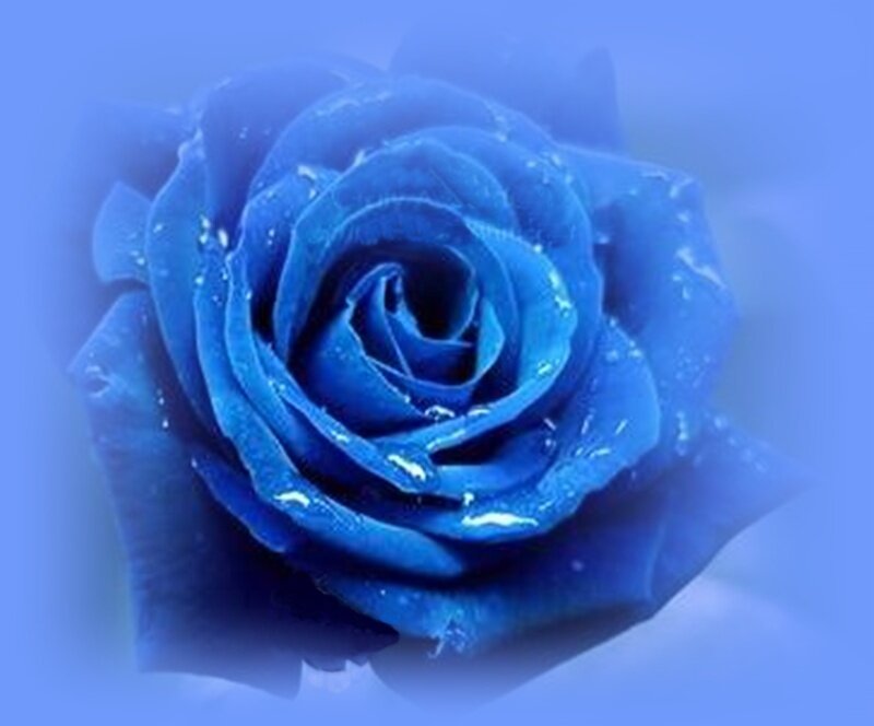 Blue Rose with Water Droplets — Serene, Photograph, Water Droplets