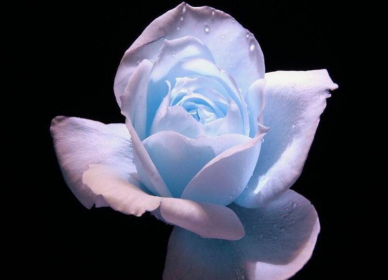 Blue Rose with Water Droplets — Serene, Photograph, Water Droplets, White, Black