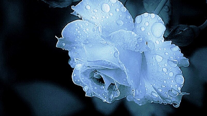 Blue Rose with Water Droplets — Serene