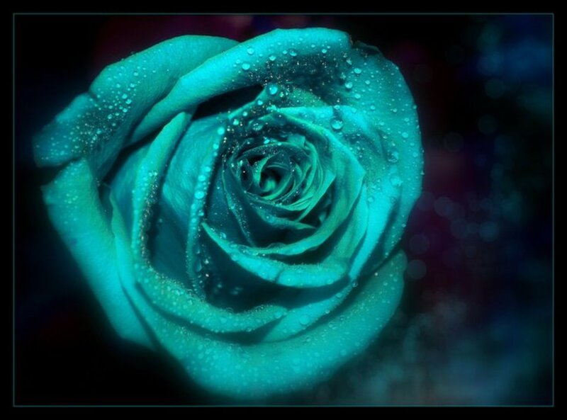 Blue Rose with Water Droplets — Teal