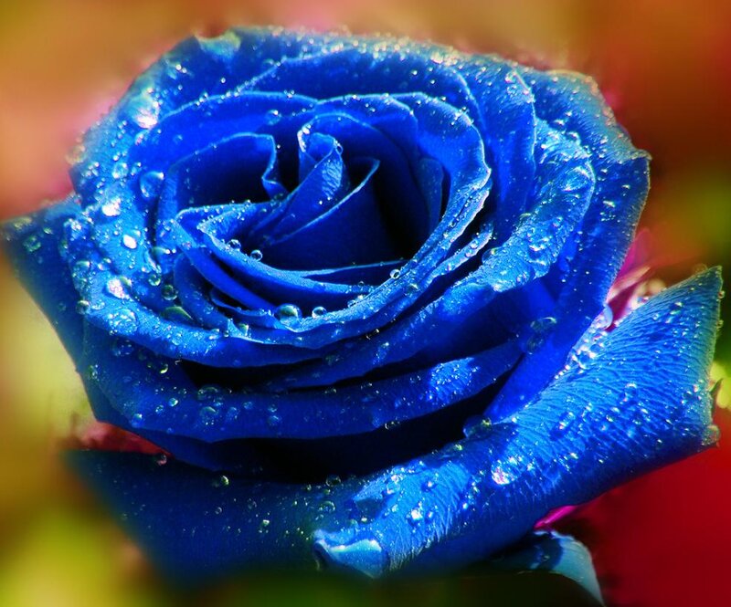 Blue Rose with Water Droplets — Vibrant
