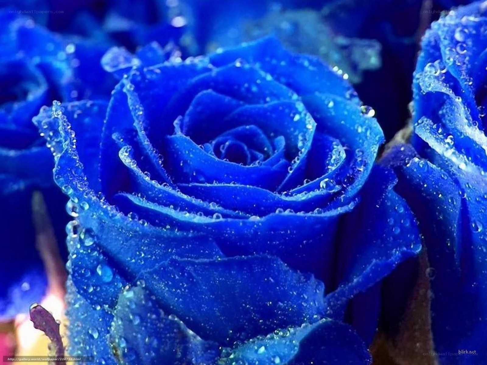Blue rose with water droplets