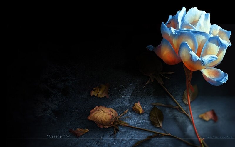 Blue Rose with Wilted Petals — Dramatic, Night, Photograph