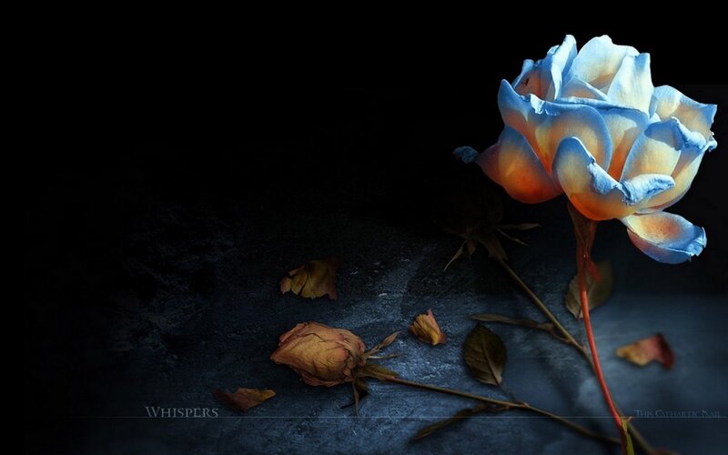 Blue Rose with Wilted Petals — Dramatic, Night