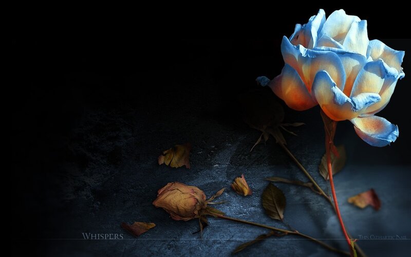 Blue Rose with Wilted Petals — Dramatic, Photograph