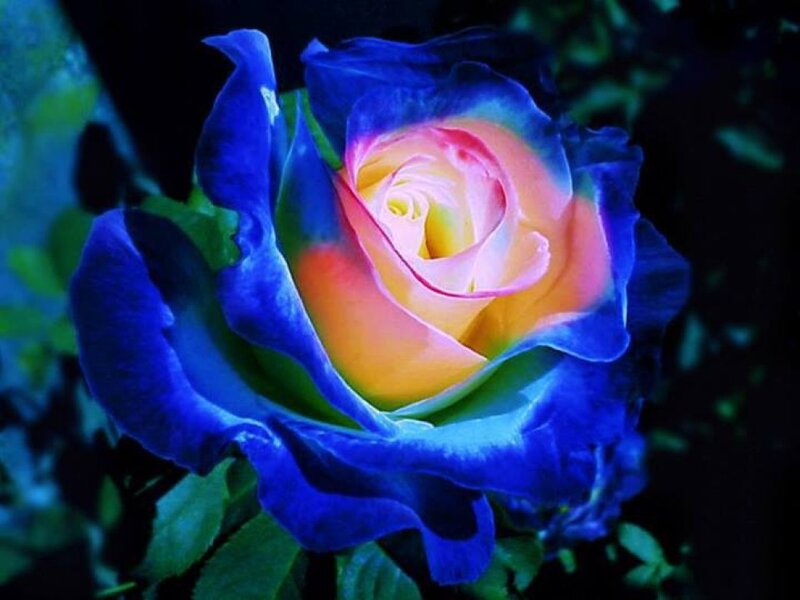 Blue Rose with Yellow Center