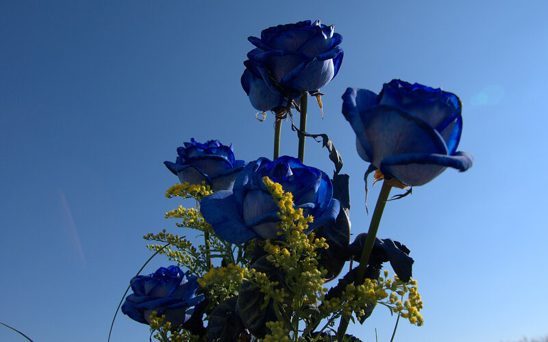 Blue roses against a clear sky