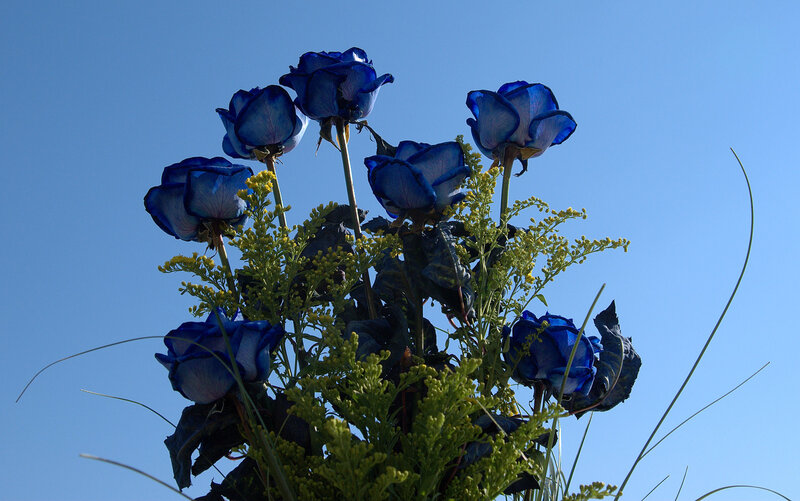Blue Roses Against Sky