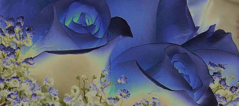 Blue Roses and Baby's Breath