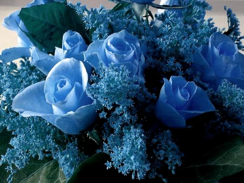 Blue Roses Bouquet — Calm, Photograph