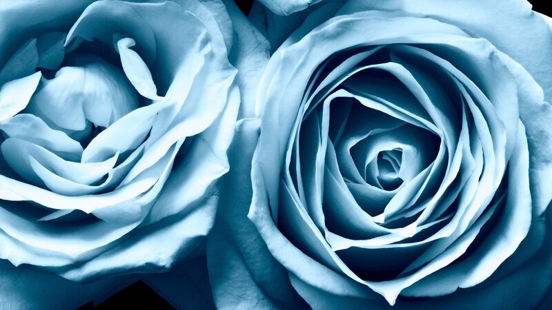 blue roses close-up
