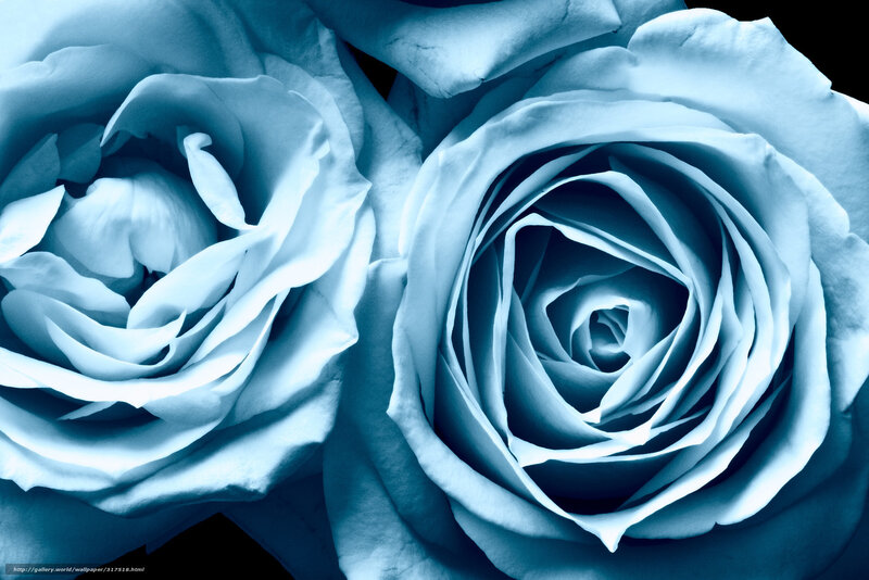 Blue Roses Close-Up