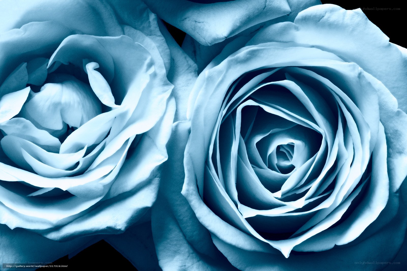 Blue Roses Close-Up