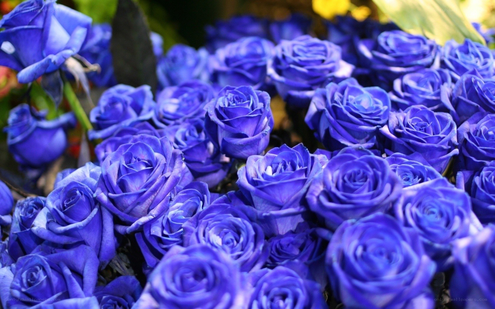 Blue roses in a bouquet