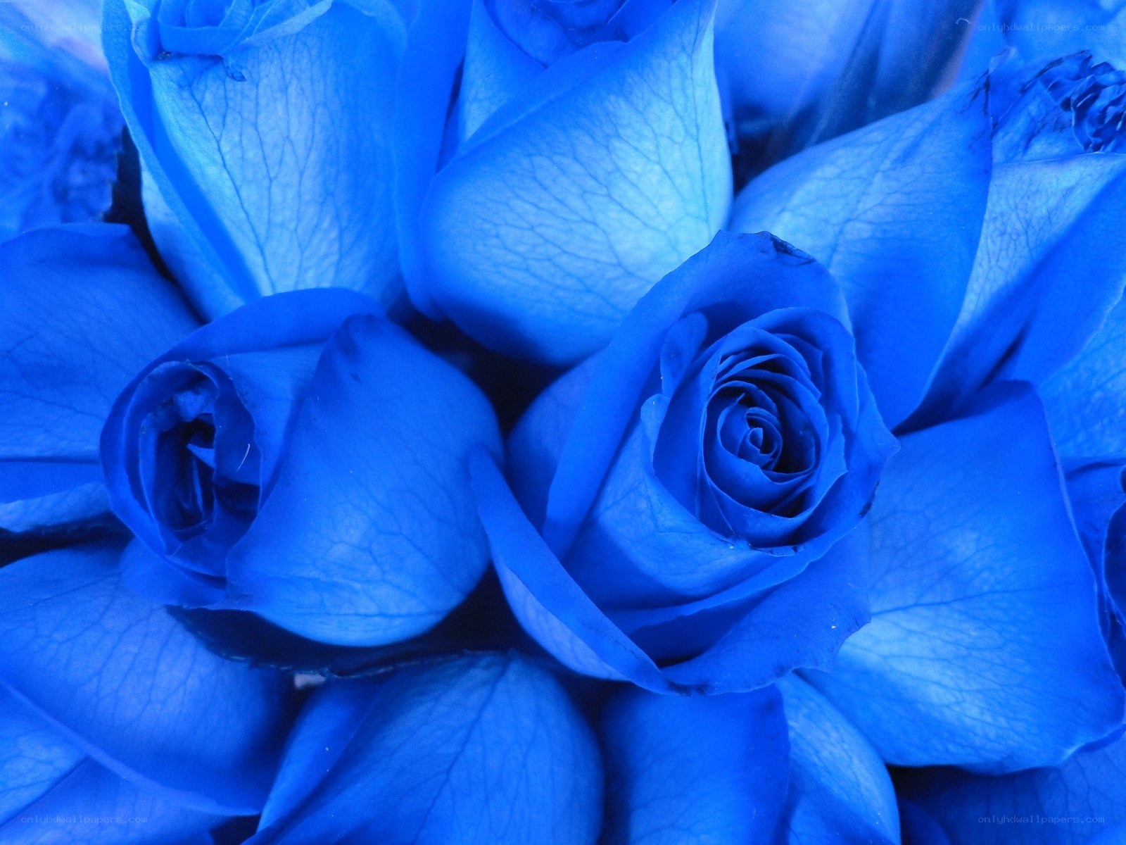 blue roses in a bouquet