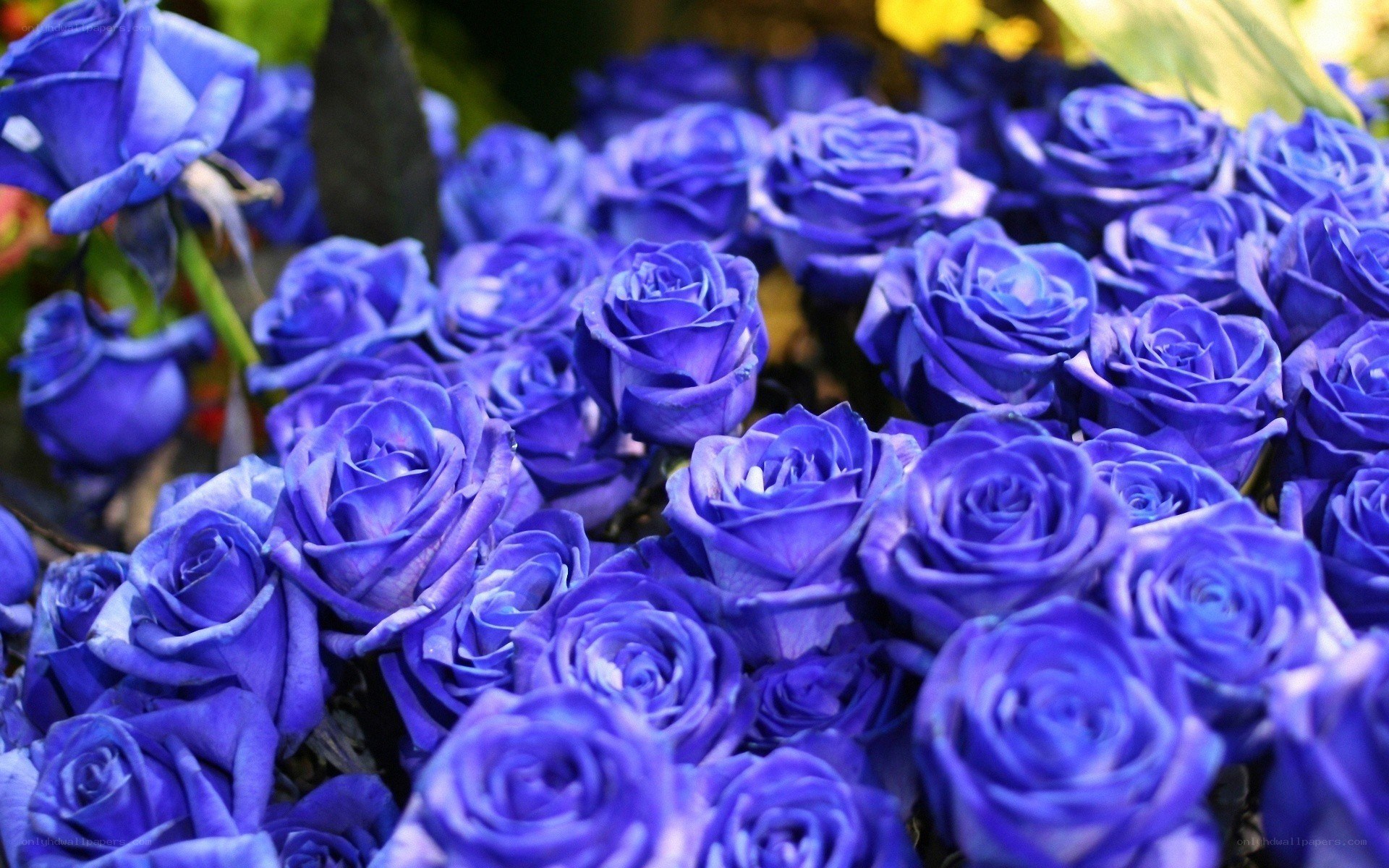 Blue roses in a bouquet