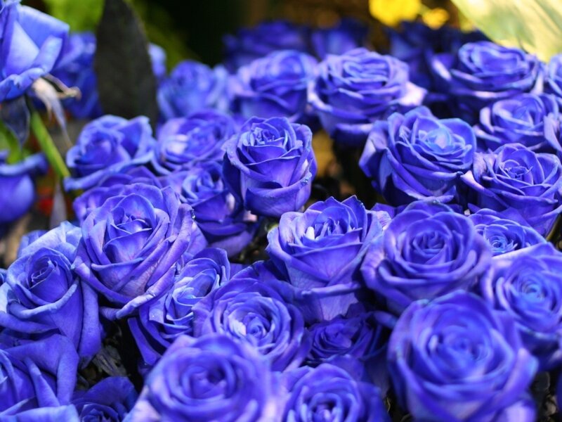 Blue Roses in a Bouquet — Calm, Photograph, Flowers, Greenery