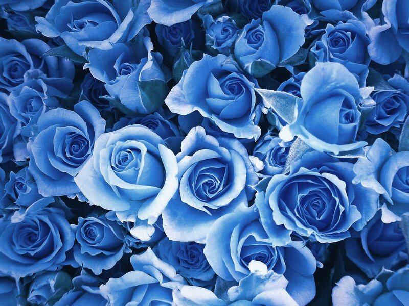 Blue Roses in a Bouquet — Calm, Photograph, Flowers