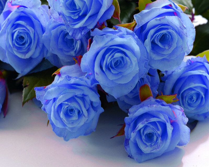 Blue Roses in a Bouquet — Calm, Photograph, Leaves