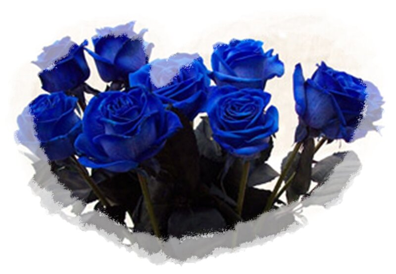Blue Roses in a Bouquet — Calm, Photograph, Stems