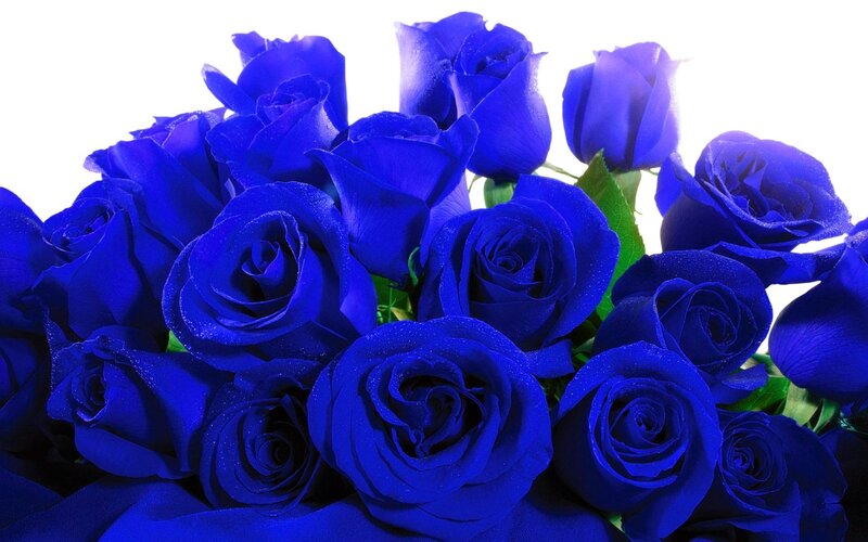 Blue Roses in a Bouquet — Calm, Photograph