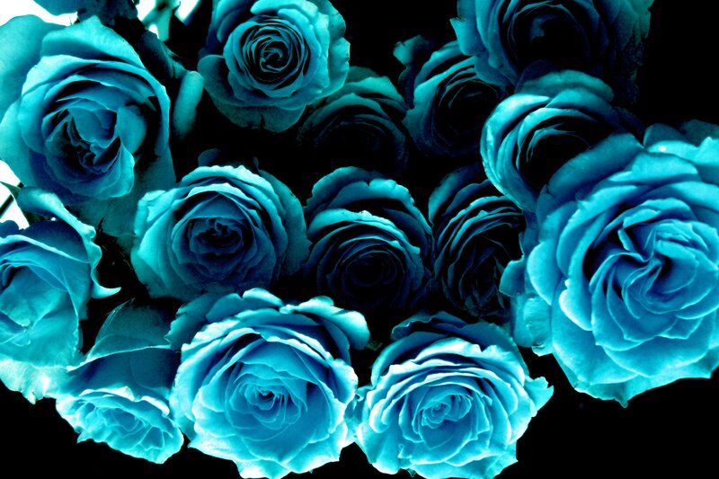 Blue Roses in a Bouquet — Dramatic, Photograph, Flowers