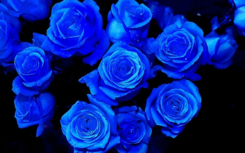 Blue Roses in a Bouquet — Dramatic, Photograph