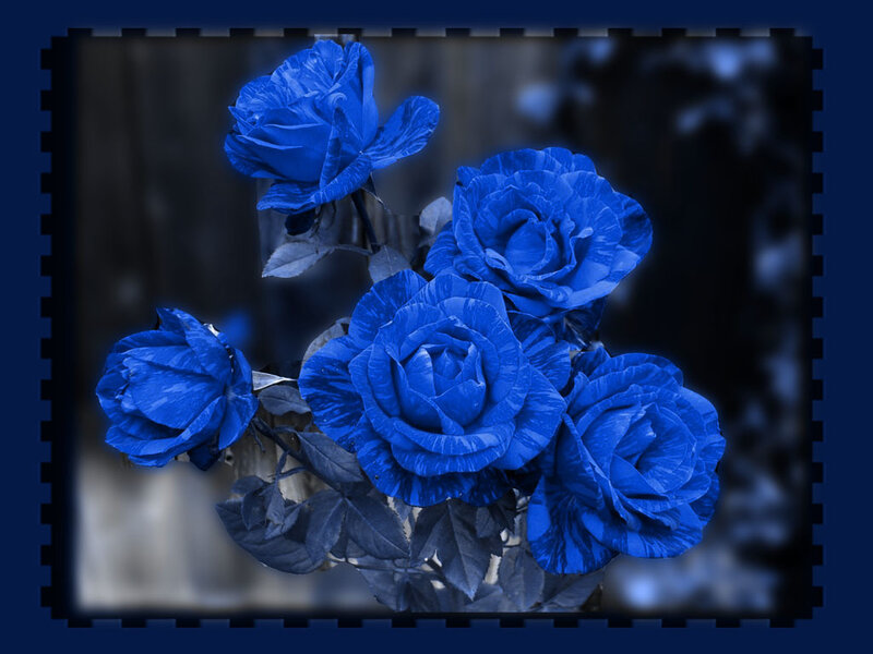 Blue Roses in a Bouquet — Dramatic