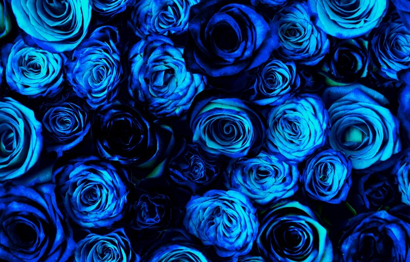 Blue Roses in a Cluster — Dark