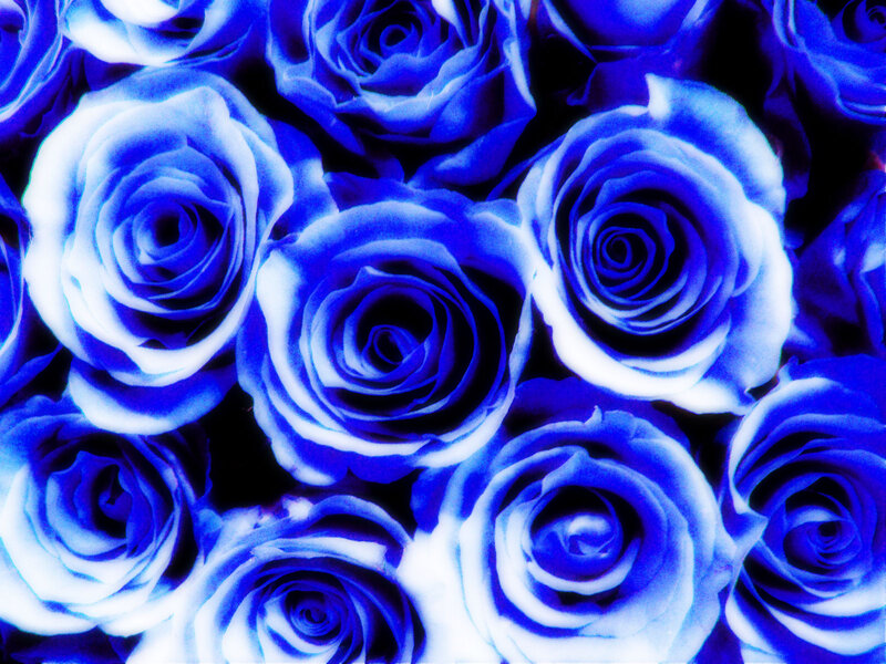 Blue Roses in a Cluster