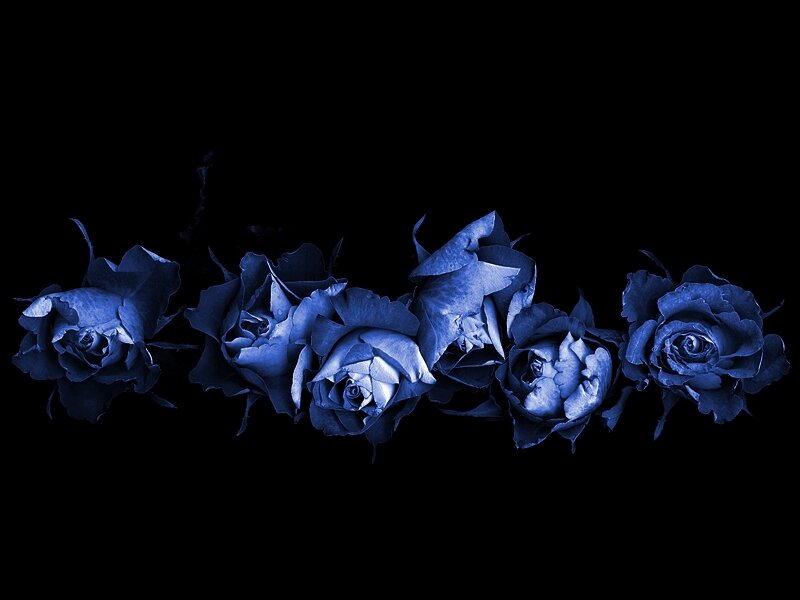 Blue Roses in a Row