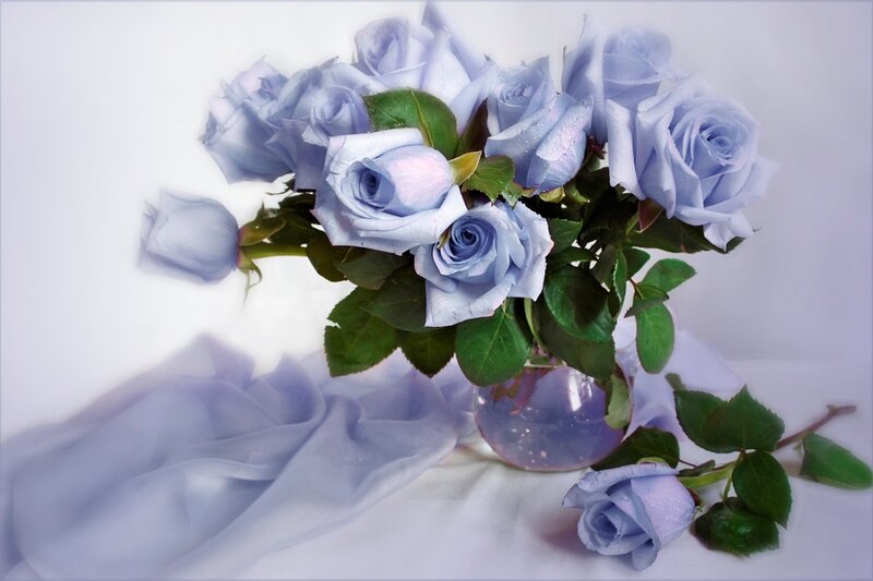 Blue Roses in a Vase — Serene, Photograph