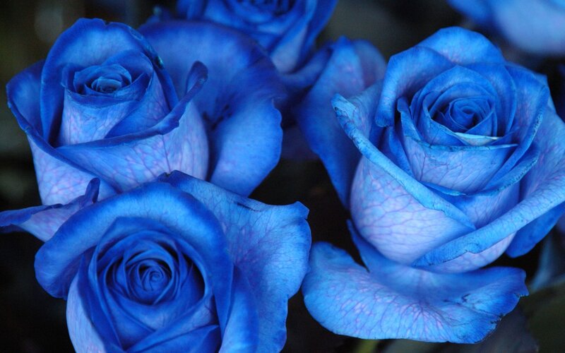 Blue Roses in Bloom — Calm, Photograph