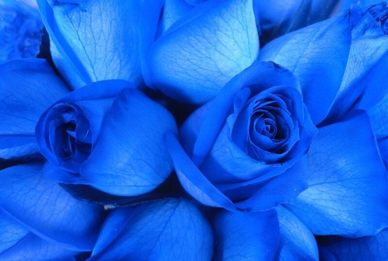 Blue Roses in Bloom — Calm