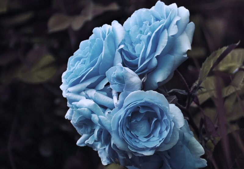 Blue Roses in Bloom — Dramatic