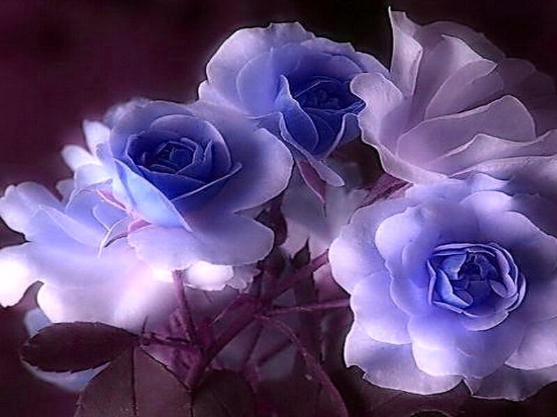 Blue Roses in Bloom
