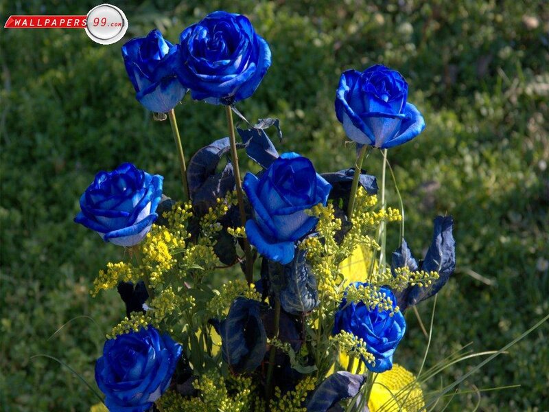 Blue Roses in Bouquet — Calm, Afternoon