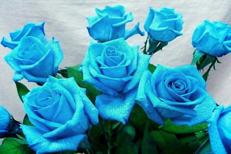 Blue Roses in Bouquet — Calm, Photograph, Green Leaves