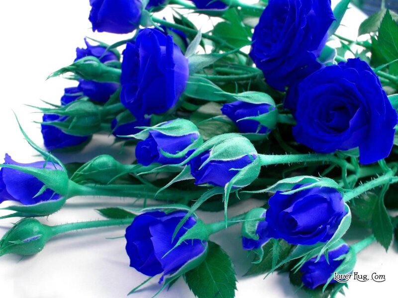 Blue Roses in Bouquet — Calm, Photograph, Stems