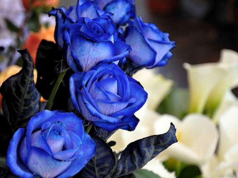 Blue Roses in Bouquet — Calm, Photograph, White Flowers