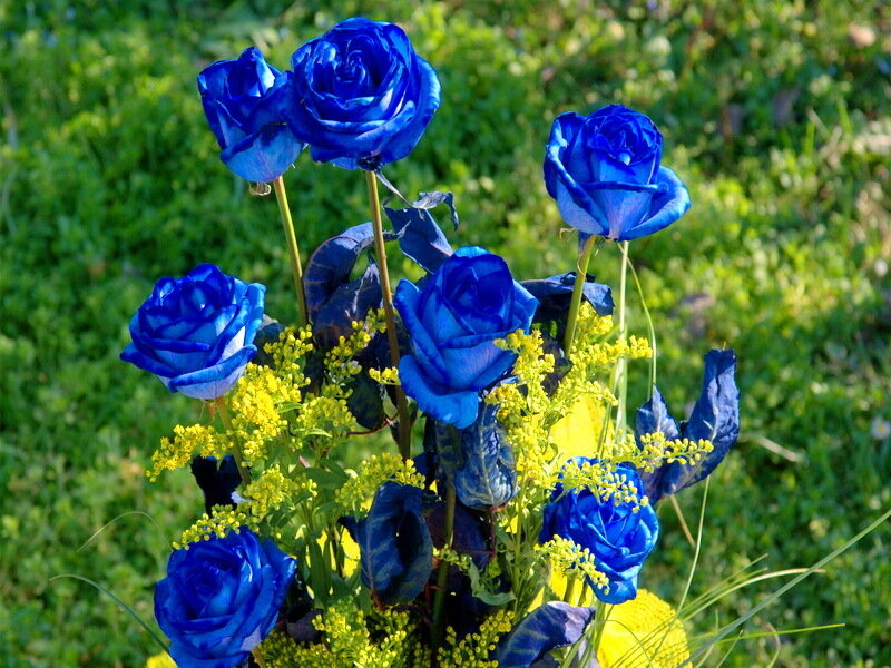 Blue Roses in Bouquet — Calm