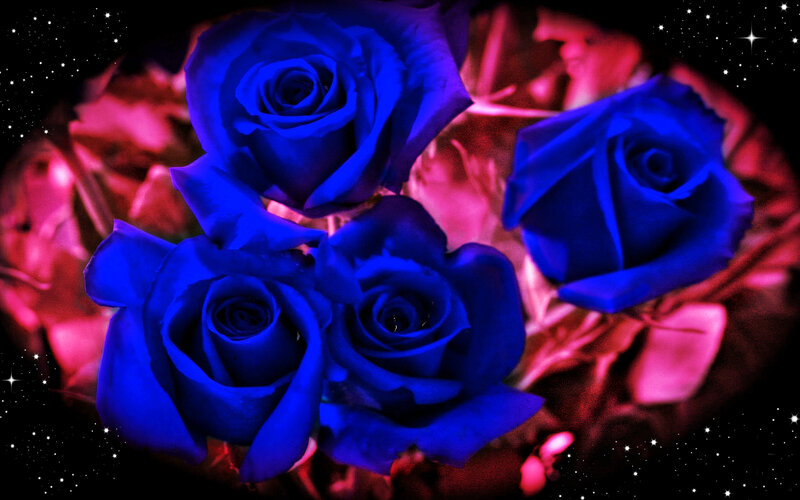 Blue Roses in Bouquet — Dramatic, Night