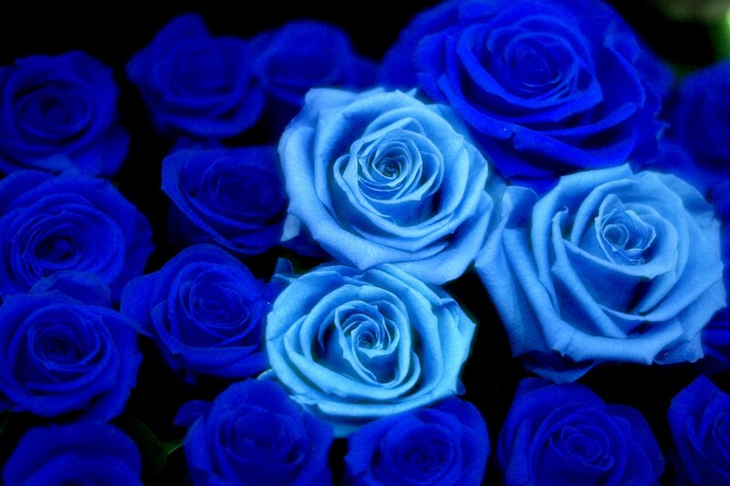 Blue Roses in Bouquet — Dramatic, Photograph, Dark Background