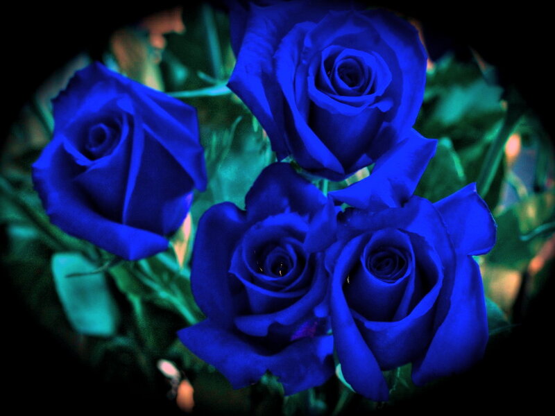 Blue Roses in Bouquet — Dramatic, Photograph, Flowers