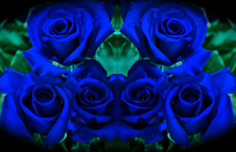 Blue Roses in Bouquet — Dramatic, Photograph
