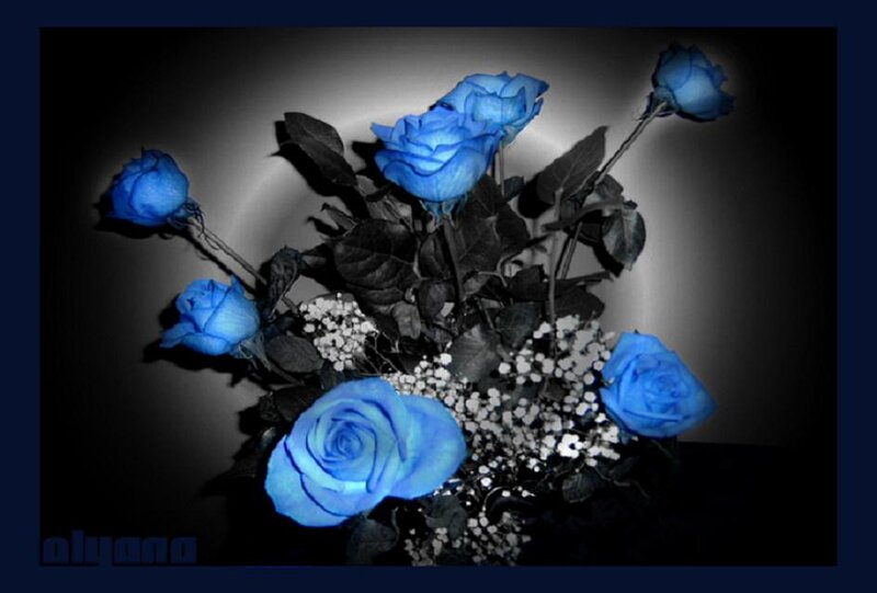 Blue Roses in Bouquet — Dramatic
