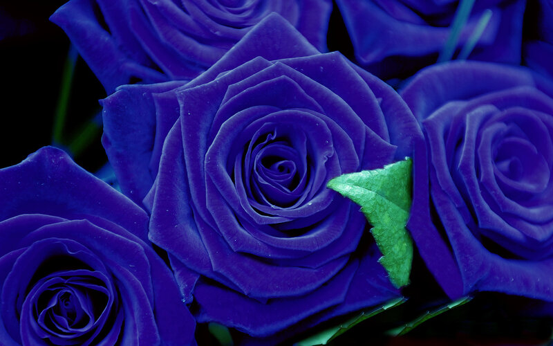Blue Roses in Bouquet — Purple, Dramatic, Photograph