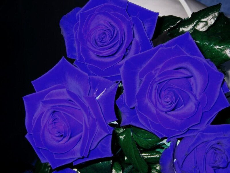 Blue Roses in Bouquet — Purple, Dramatic
