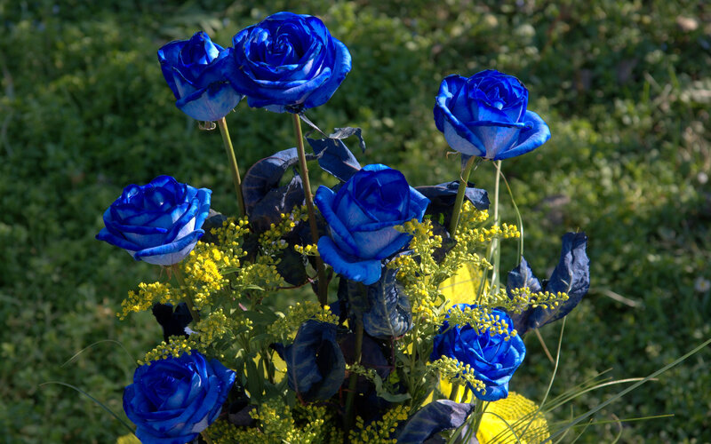 Blue Roses in Bouquet — Serene